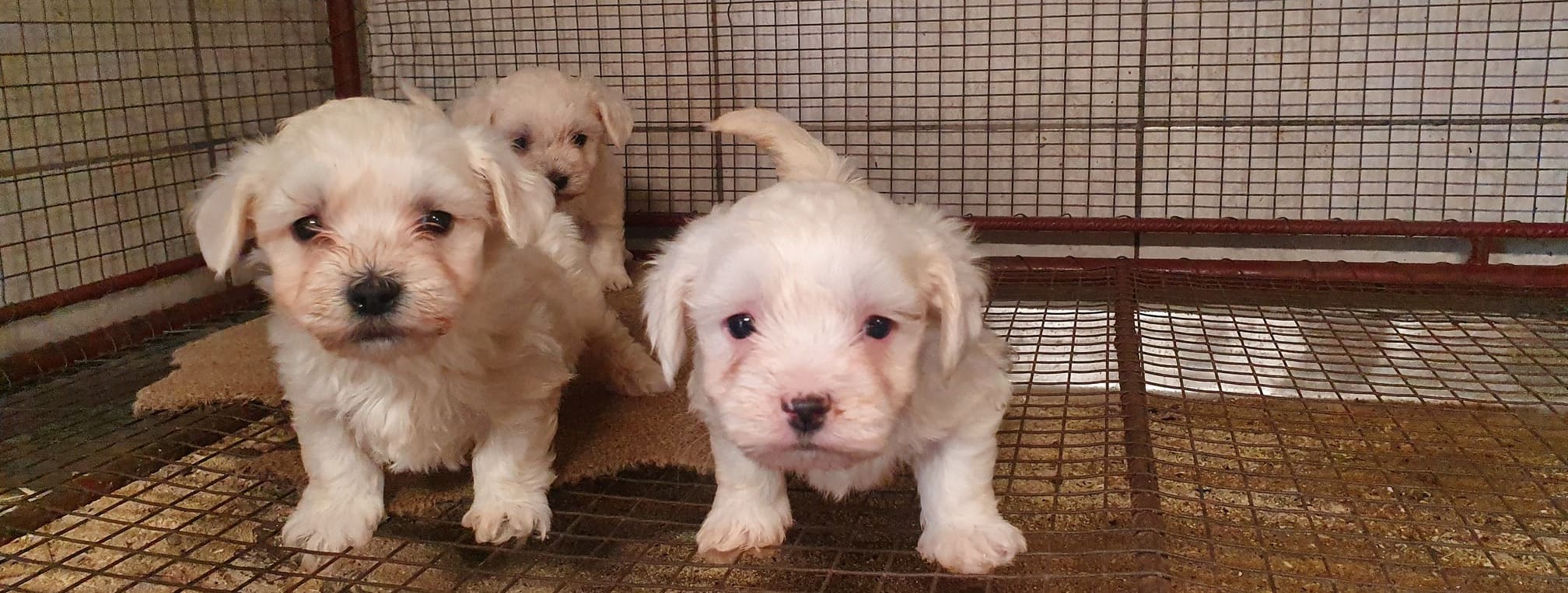 Stop samen met VIER VOETERS de illegale puppyhandel!